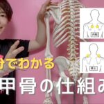 【ブス首、太い二の腕】原因は肩甲骨が動いていないことです【仕組みを知れば簡単に解決します】